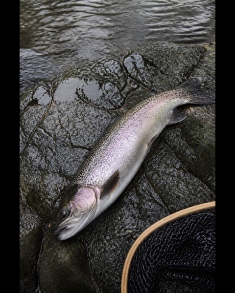 A trout on a wet rock beside the river