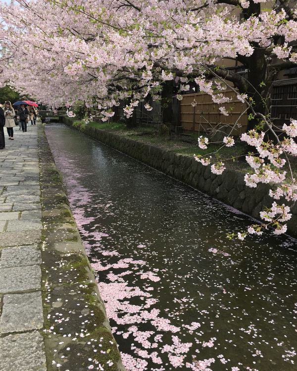 Cherry blossoms over a canal in Kyoto, petals on the water